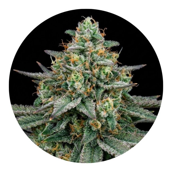 Hempodia Diesel Autoflowering - 3 Seeds