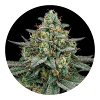 Hempodia Diesel Autoflowering - 3 Seeds