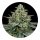 Hempodia Diesel Autoflowering - 3 Seeds