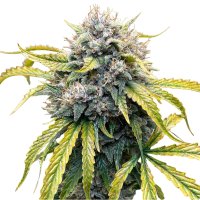 Hempodia Somango Autoflowering - 3 Seeds