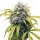 Hempodia Somango Autoflowering - 3 Seeds