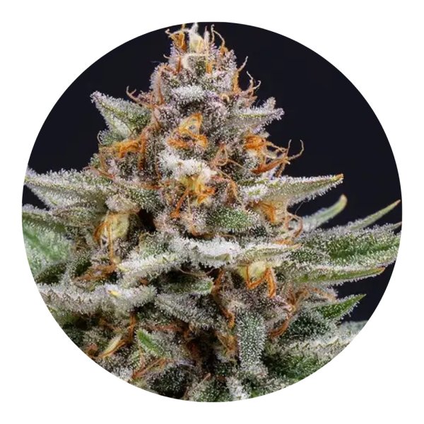 Hempodia Strawberry Pie Autoflowering - 3 Seeds