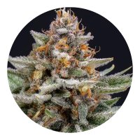 Hempodia Strawberry Pie Autoflowering - 3 Seeds