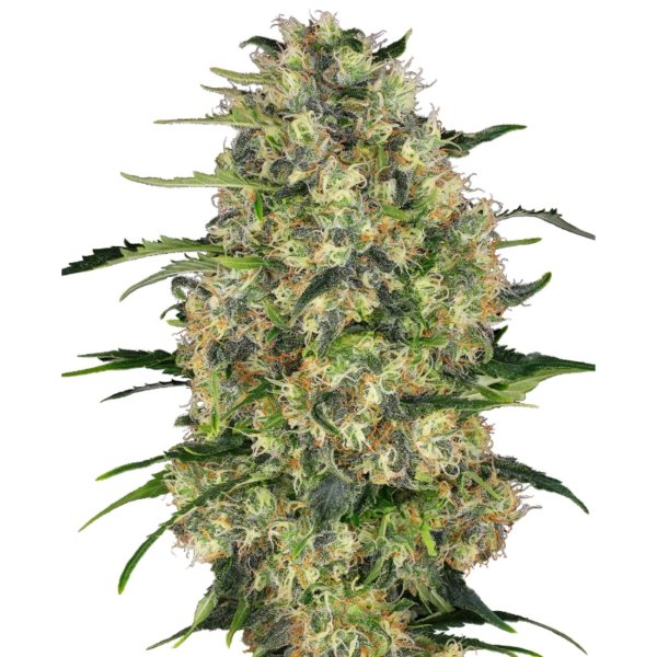 Hempodia Samen Black Domina Feminized - 3 Seeds