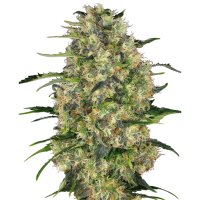 Hempodia Samen Black Domina Feminized - 3 Seeds