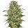 Hempodia Samen Black Domina Feminized - 3 Seeds