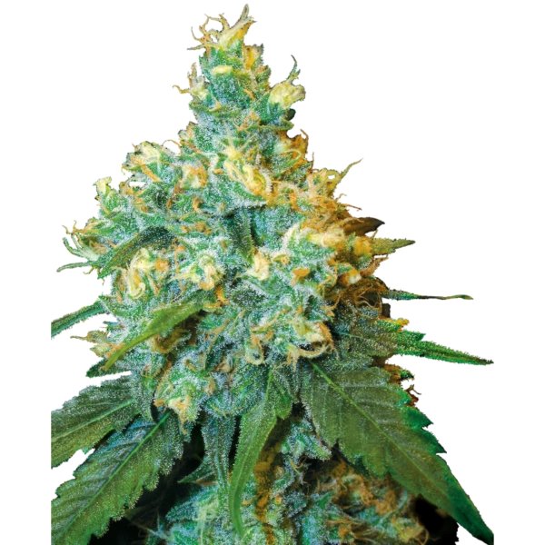 Hempodia Samen Jack Herer Feminized - 3 Seeds