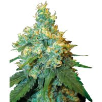Hempodia Samen Jack Herer Feminized - 3 Seeds