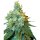 Hempodia Samen Jack Herer Feminized - 3 Seeds