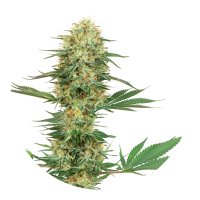 Hempodia Samen Gelato Feminized - 3 Seeds