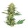 Hempodia Samen Gelato Feminized - 3 Seeds