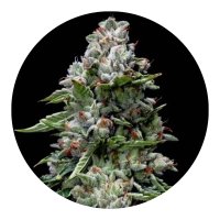 Hempodia Samen Kosher Kush Feminized - 3 Seeds