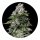 Hempodia Samen Kosher Kush Feminized - 3 Seeds