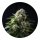 Hempodia Samen Russian Snow Feminized - 3 Seeds
