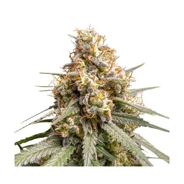 Hempodia Samen Silver Haze Feminized - 3 Seeds