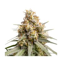 Hempodia Samen Silver Haze Feminized - 3 Seeds