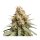 Hempodia Samen Silver Haze Feminized - 3 Seeds