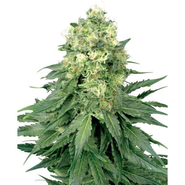Hempodia Samen White Widow Feminized - 3 Seeds
