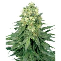 Hempodia Samen White Widow Feminized - 3 Seeds