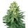 Hempodia Samen White Widow Feminized - 3 Seeds