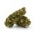 Sanaleo CBD Blüten (1g) Orange Bud