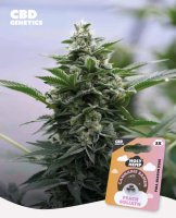 Holy Hemp Peach Goliath CBD
