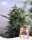 Holy Hemp Peach Goliath CBD