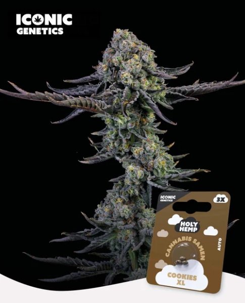 Holy Hemp Cookies XL Auto