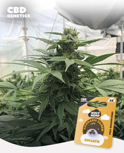 Holy Hemp Goliath CBD