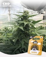 Holy Hemp Goliath CBD