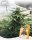 Holy Hemp Goliath CBD