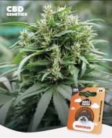 Holy Hemp Hercules CBD