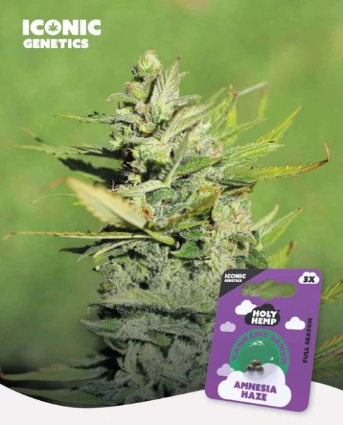 Holy Hemp Amnesia Haze feminisiert