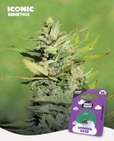 Holy Hemp Amnesia Haze feminisiert