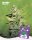 Holy Hemp Amnesia Haze feminisiert