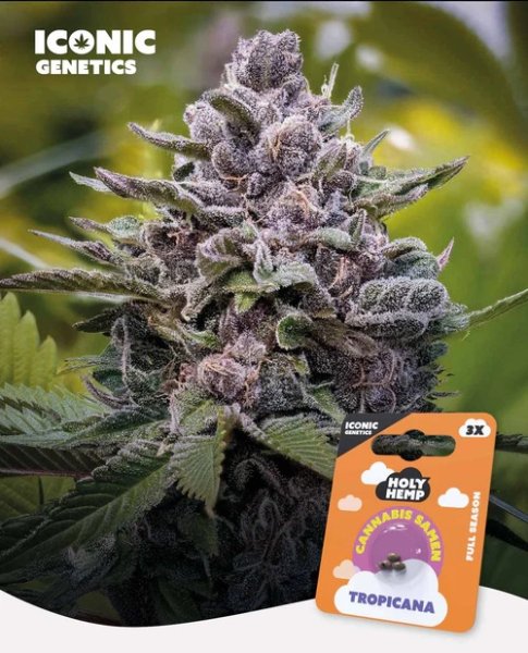 Holy Hemp Tropicana feminisiert