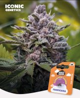 Holy Hemp Tropicana feminisiert