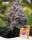 Holy Hemp Tropicana feminisiert
