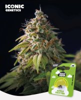 Holy Hemp Apple Fritter feminisiert