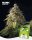 Holy Hemp Apple Fritter feminisiert