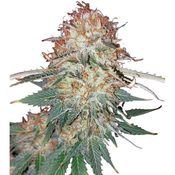 Hempodia Samen LSD Feminized - 3 Seeds