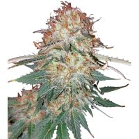 Hempodia Samen LSD Feminized - 3 Seeds