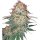 Hempodia Samen LSD Feminized - 3 Seeds