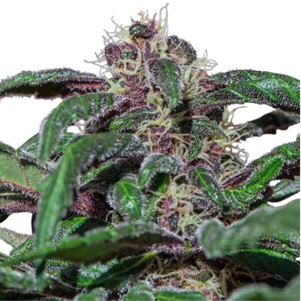 Hempodia Samen Ayahuasca Purple Feminized - 3 Seeds