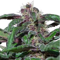 Hempodia Samen Ayahuasca Purple Feminized - 3 Seeds