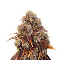 Hempodia Samen Blue Gelato 41 feminisiert - 3 Seeds
