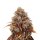 Hempodia Samen Blue Gelato 41 feminisiert - 3 Seeds