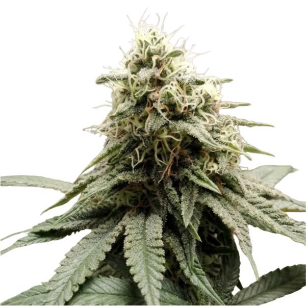 Hempodia Samen Pineapple Express Feminized - 3 Seeds