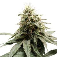Hempodia Samen Pineapple Express Feminized - 3 Seeds