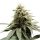 Hempodia Samen Pineapple Express Feminized - 3 Seeds